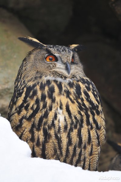 Oehoe