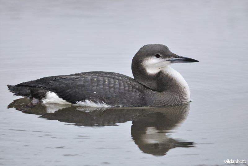 Parelduiker in winterkleed