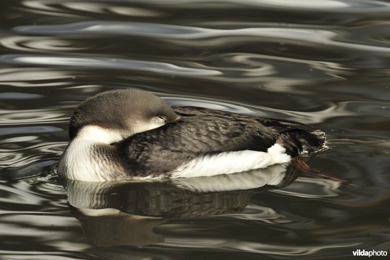 Parelduiker in winterkleed