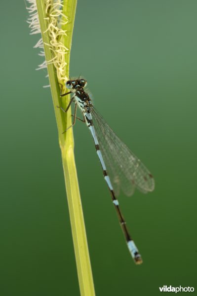 Variabele waterjuffer