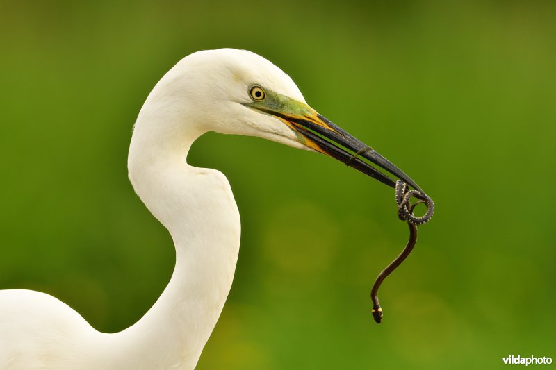 Grote zilverreiger met Ringslang