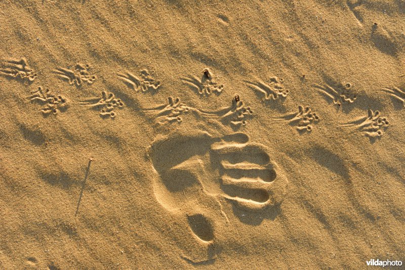 Sporen van Rugstreeppad in het zand