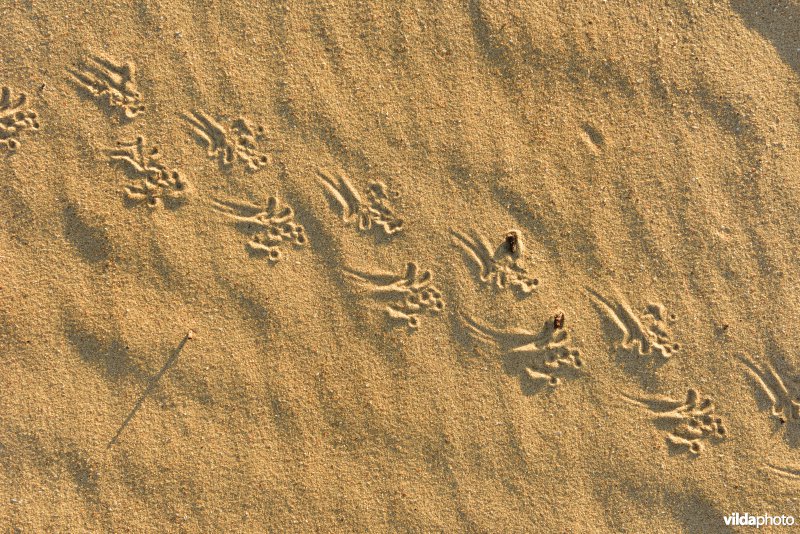 Sporen van Rugstreeppad in het zand