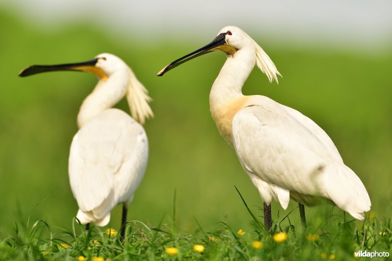 Lepelaars kijken naar roofvogel