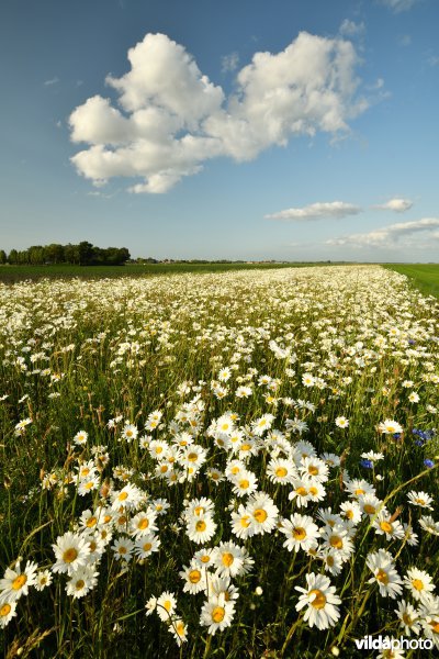 Akkerrandbeheer