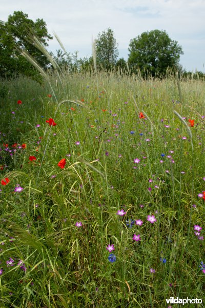 Gersteakker met akkerflora