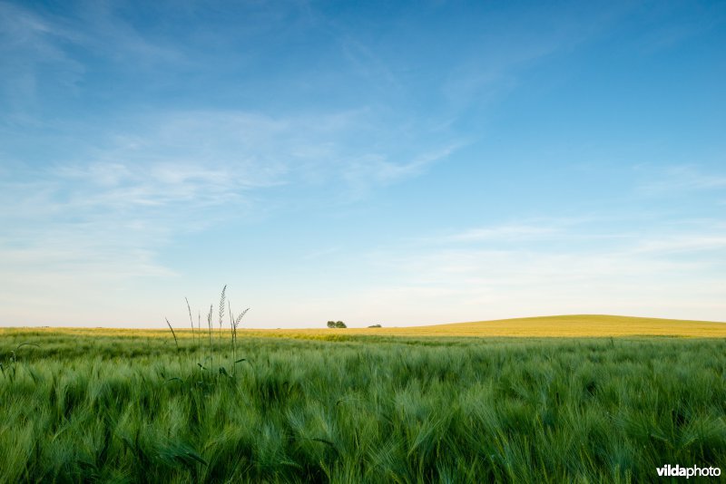 Golvend akkerlandschap