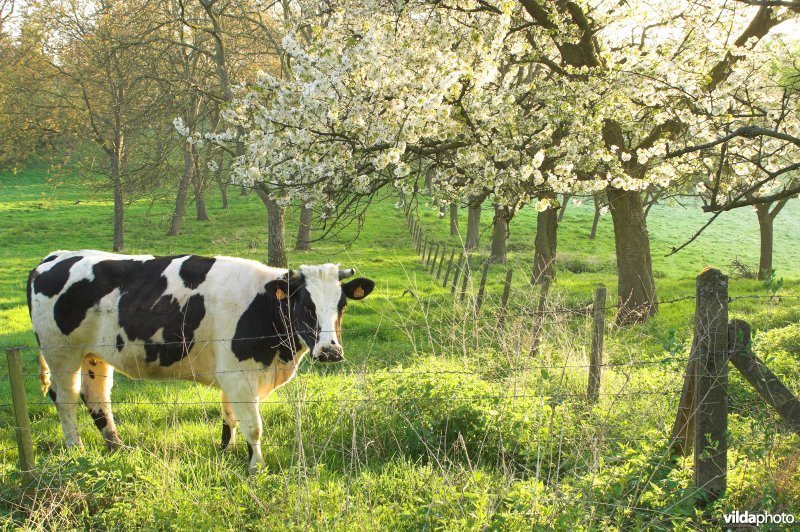 Boomgaarden in Grootloon