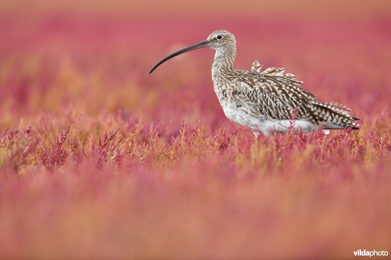 Wulp op schorre tussen Zeekraal