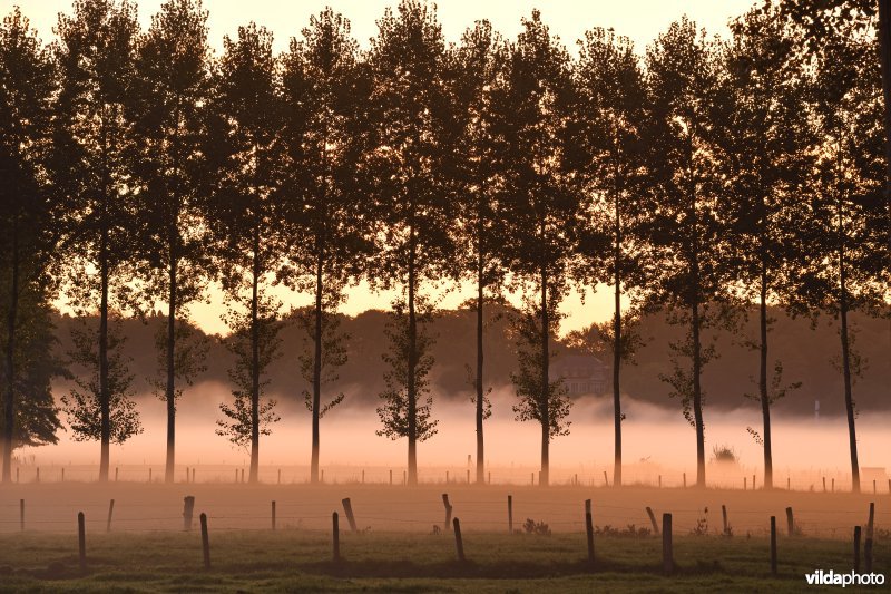 Leiemeersen aan Ooidonk