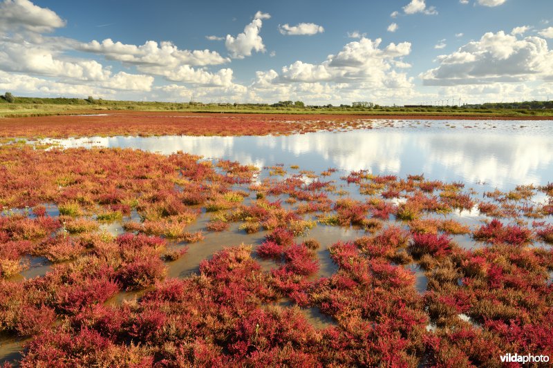 Dudzele polders