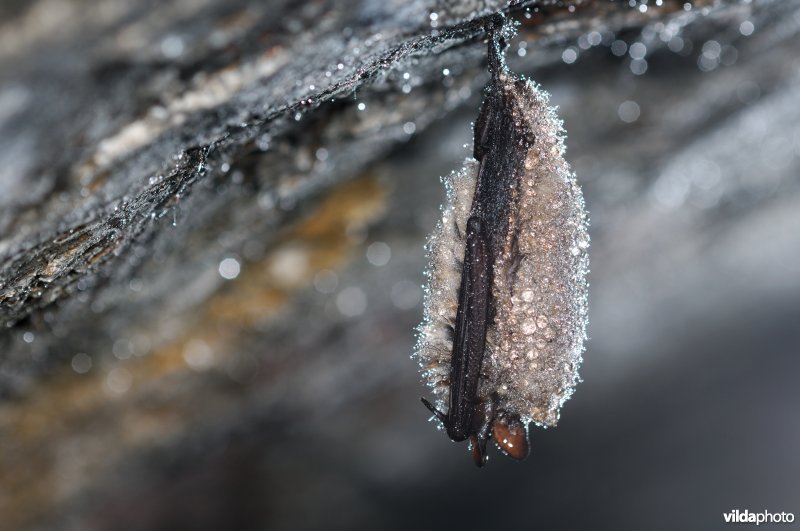 Bedauwde Ingekorven vleermuis