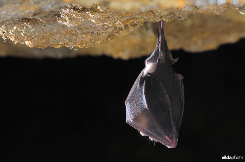 Slapende Grote hoefijzerneus