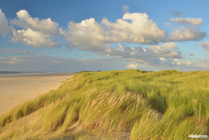Helmgras duinen in Texel