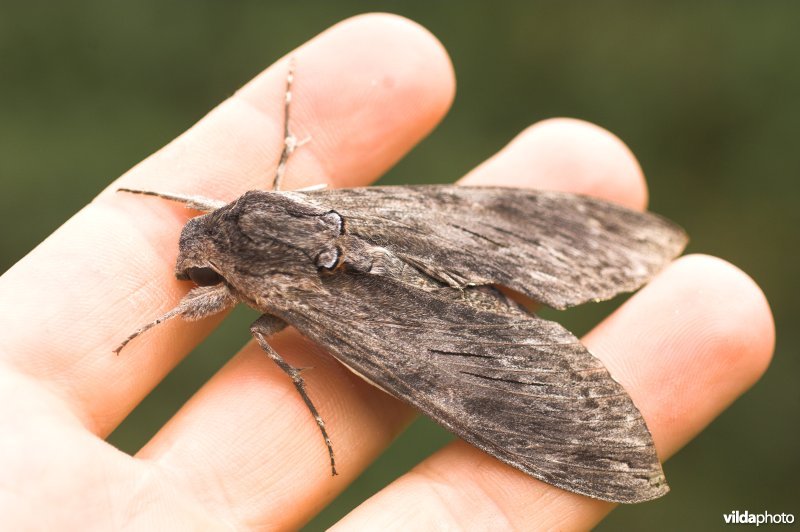 Wijfje Windepijlstaart op hand