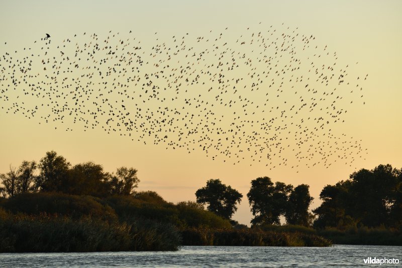 Spreeuwen komen slapen aan de Blankaart