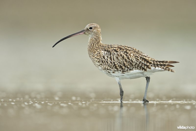 Wulp op het wad