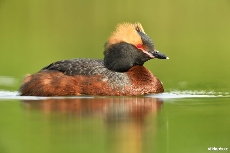 Kuifduiker in prachtkleed