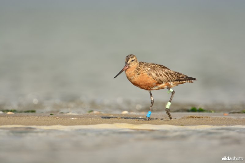 Rosse grutto op het wad