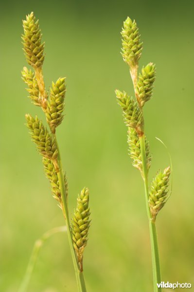 Bleke zegge