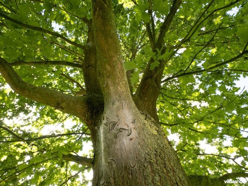 Nest van Eikenprocessierups