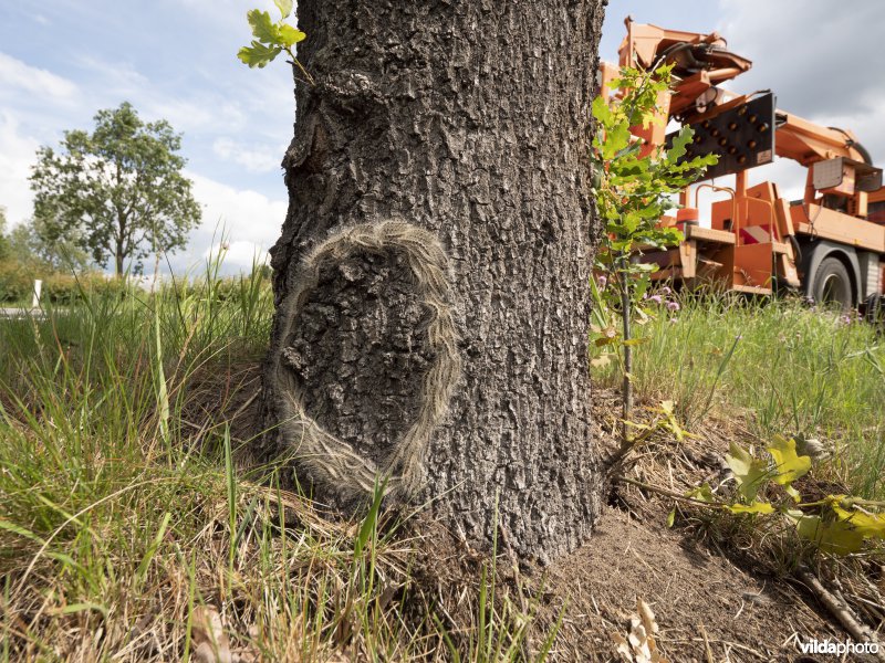 Nest van Eikenprocessierups