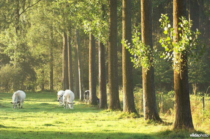 Natuurreservaat De Kevie