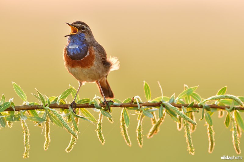 Blauwborst