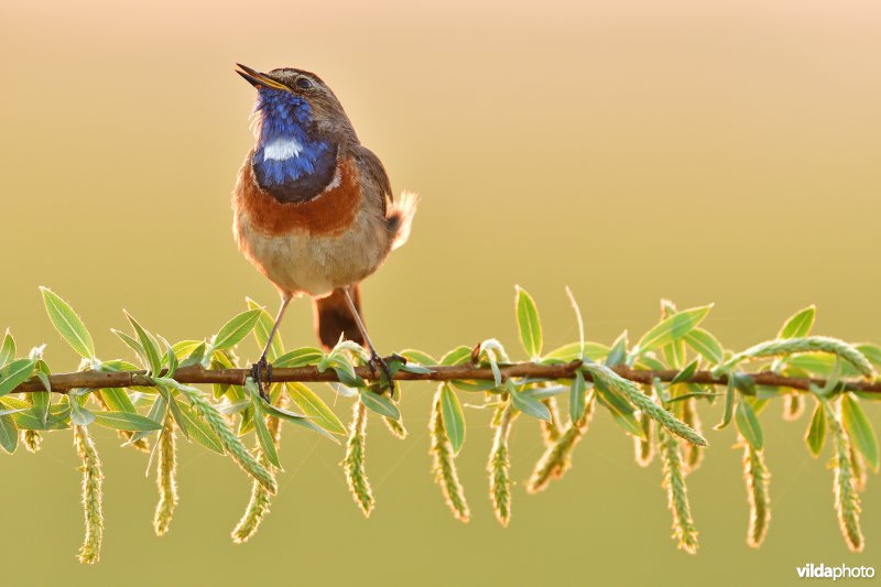 Blauwborst