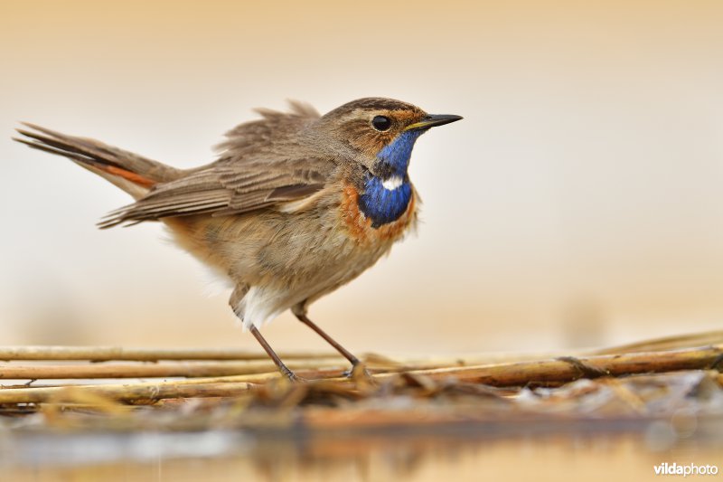 Blauwborst