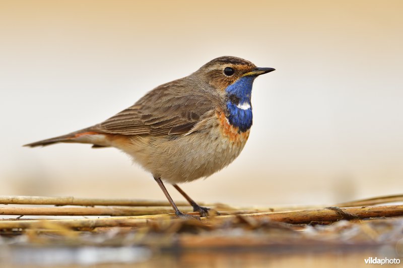 Blauwborst