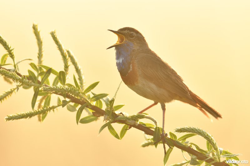 Blauwborst