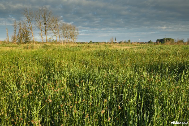 Zeebies in de Kruibeekse polder