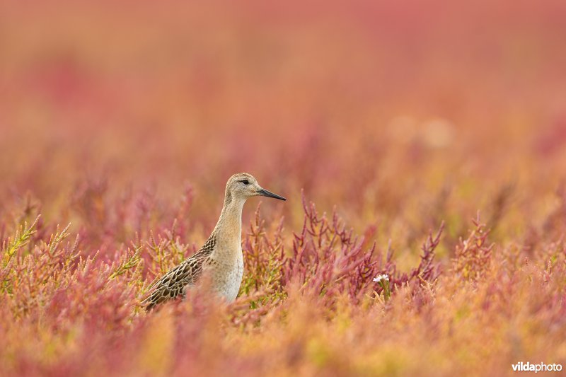 Kemphaan tussen herfstige Zeekraal