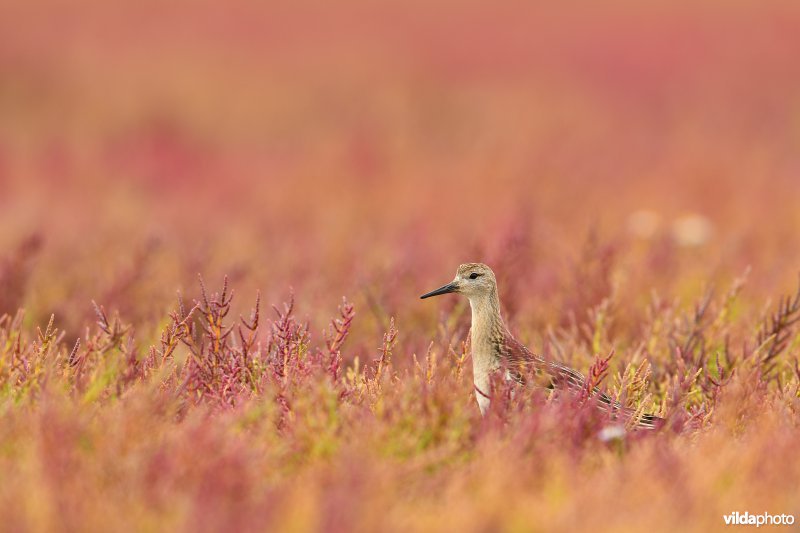 Kemphaan tussen herfstige Zeekraal
