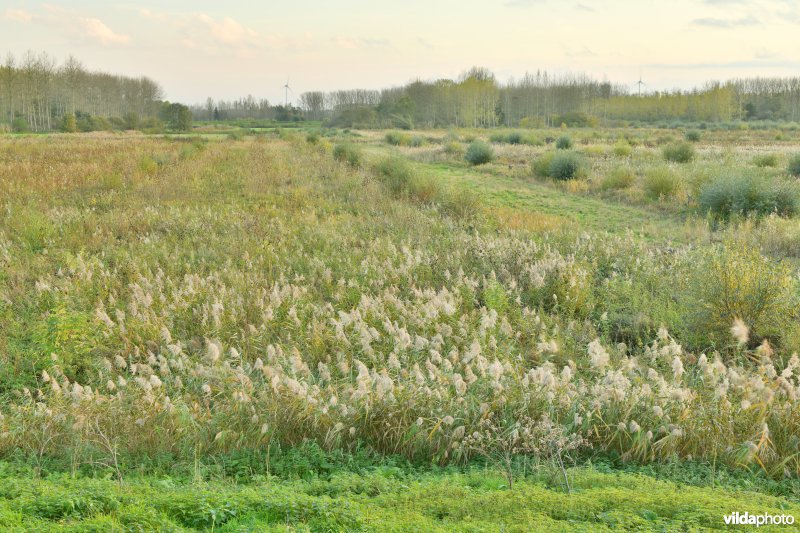 Vlassenbroekse polder