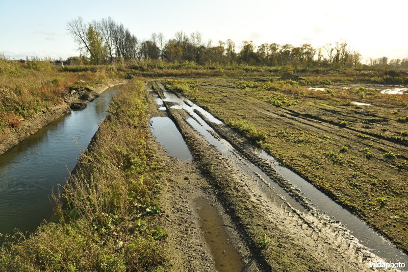 Groot Schoor in Hamme (R)