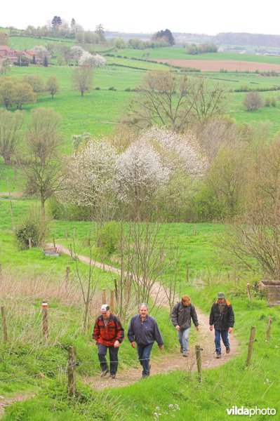 Wandelen in de Voerstreek