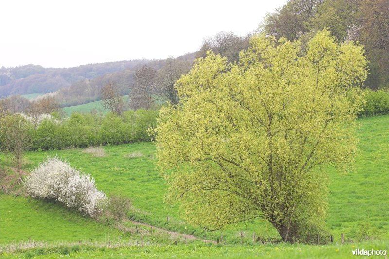 Kleine landschapselementen in de Voerstreek
