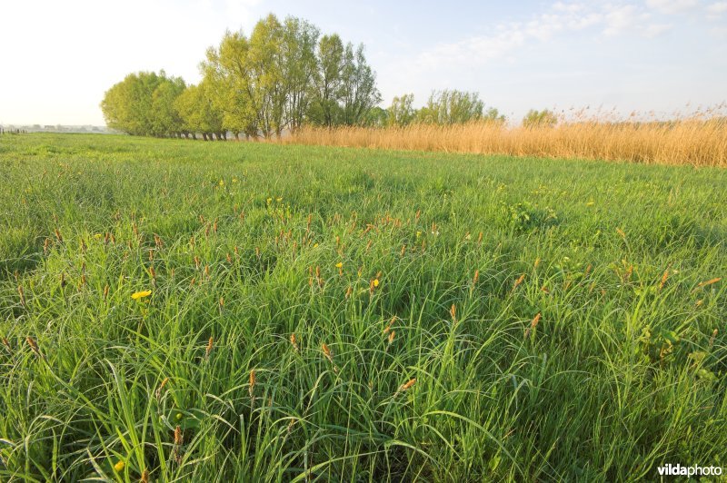 Langemeersen in Petegem