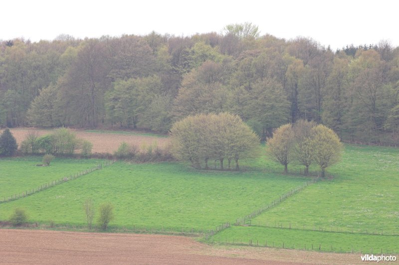 Zicht op het bosreservaat Vrouwenbos