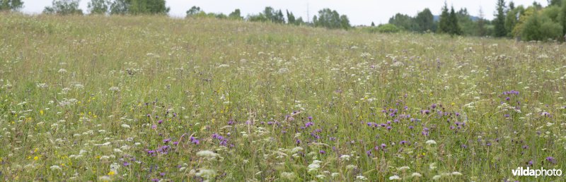 Bloemrijk grasland