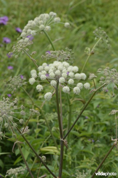 Gewone engelwortel