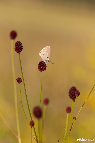 Pimpernelblauwtje