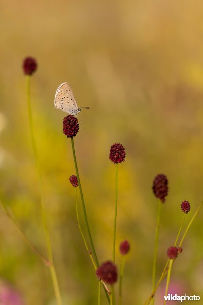 Pimpernelblauwtje