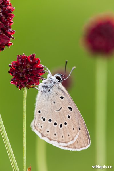 Pimpernelblauwtje