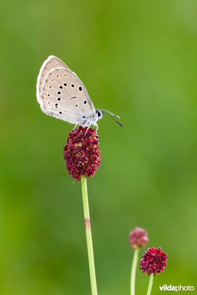 Pimpernelblauwtje