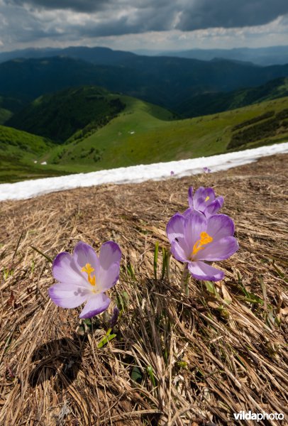 Wilde krokussen in de Velka Fatra