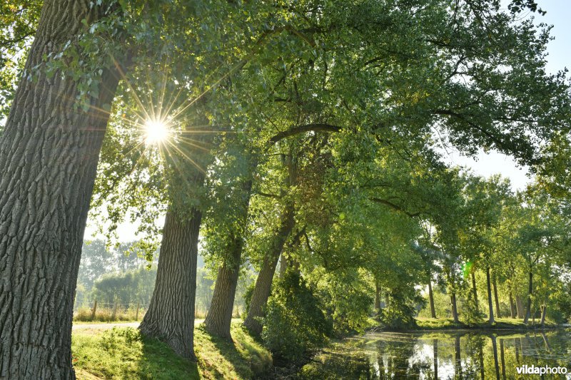 Oude Scheldemeander Van Looyput