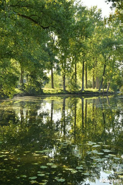 Oude Scheldemeander Van Looyput